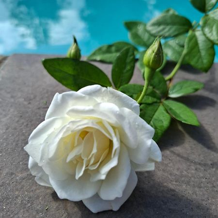 Bella Rosa Bed & Breakfast Potchefstroom Exterior foto