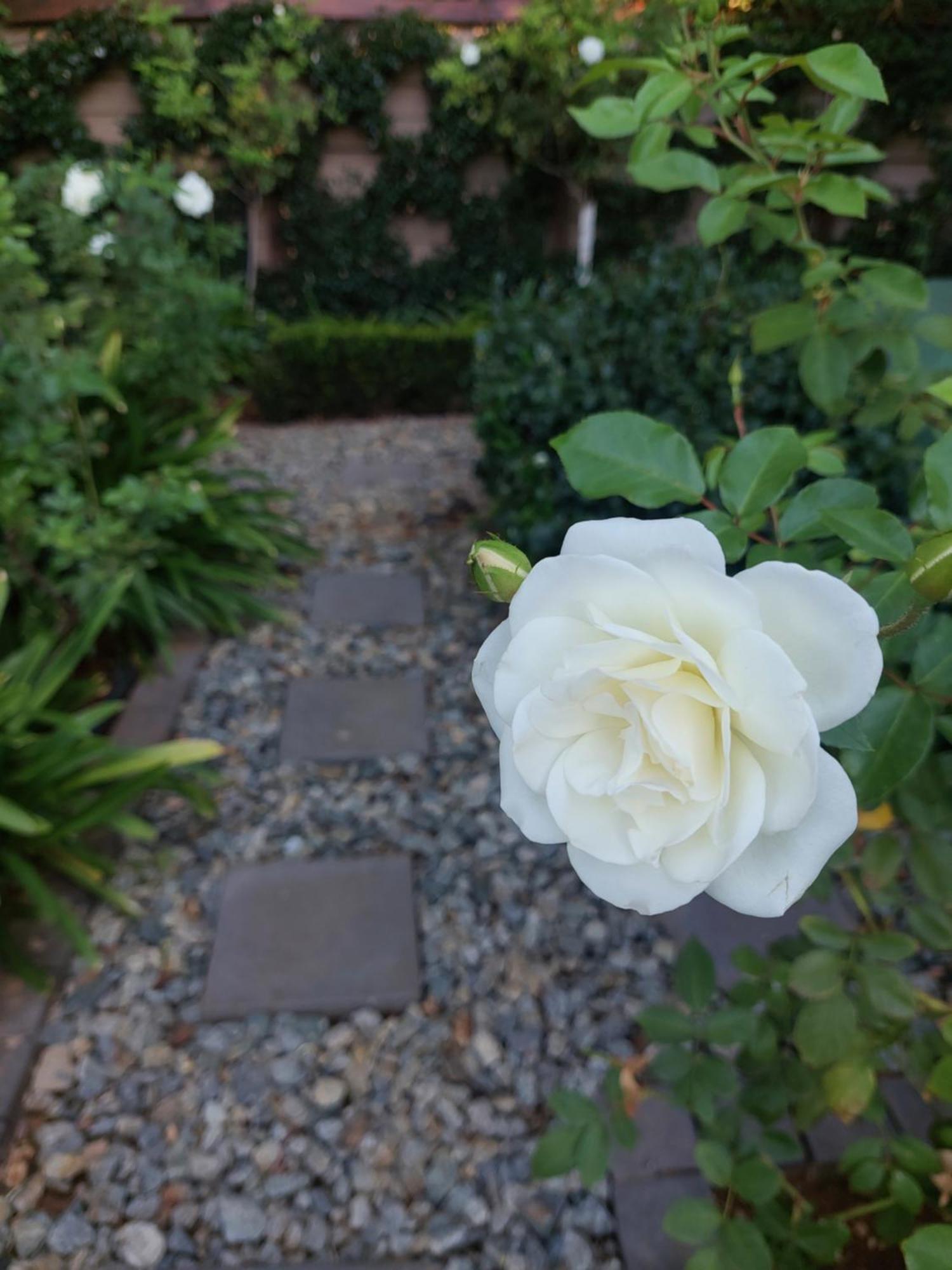 Bella Rosa Bed & Breakfast Potchefstroom Exterior foto